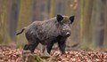 Нов случай на Африканска чума при дива свиня в Силистра