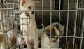 Великобритания забрани продажбата на кученца и котенца в зоомагазините