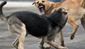 Глутница кучета нападна майка и дете в София