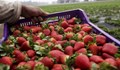 Търсят берачи на ягоди по Skype