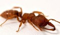 Обявиха дракуловите мравки за най-бързите животни на планетата