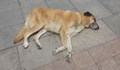 Бум на кучешка тения в Кърджали