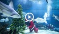 Дядо Коледа украси елха на акулите