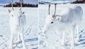 Фотограф среща случайно бял елен в Норвегия