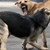 Глутница кучета нападна майка и дете в София