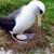 68-годишният албатрос Уиздъм ще става майка