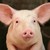 Преди Коледа: Откраднаха прасе от ферма във Врачанско
