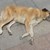 Бум на кучешка тения в Кърджали
