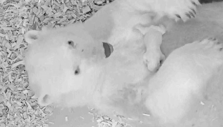 За съжаление полярната мечка Тоня е имала и други бебета, които са починали