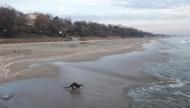 На интересната гледка се натъкнала бургазлиийка, която се заела с нелеката задача да я снима