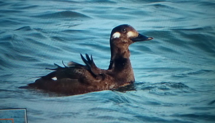 Видът е много рядък и прелита дотук само по време на миграция