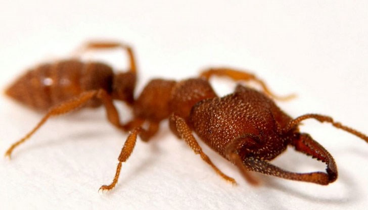 Миниатюрните мравки се срещат в Африка, Австралия и Югоизточна Азия