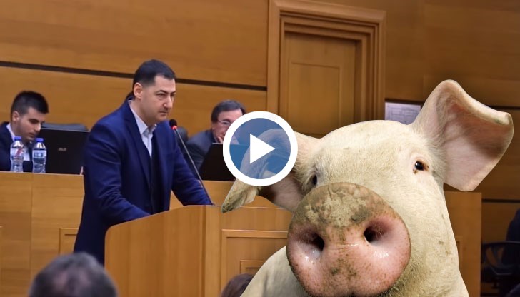 Под елхата ритуално ще бъдат разфасовани две прасета с помощта на кулинарното гуру Ути Бъчваров