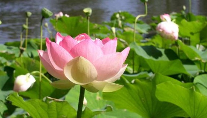 Вижте кое цвете сте вие според датата на раждане