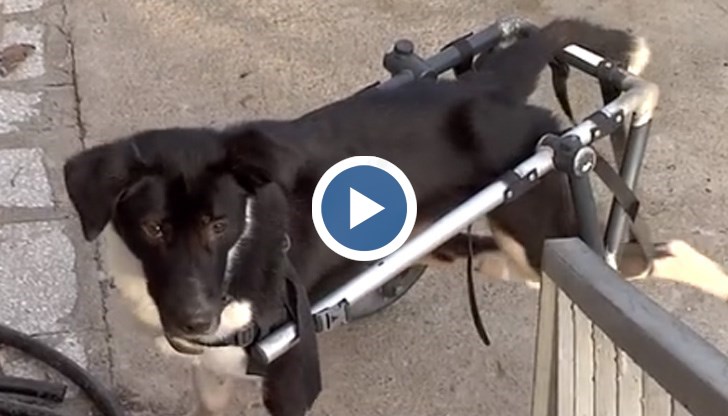 Кучето е в инвалидна количка и има нужда от специални грижи