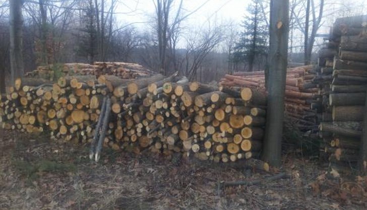 Повалената дървесина в местността Мразеница не е извозена