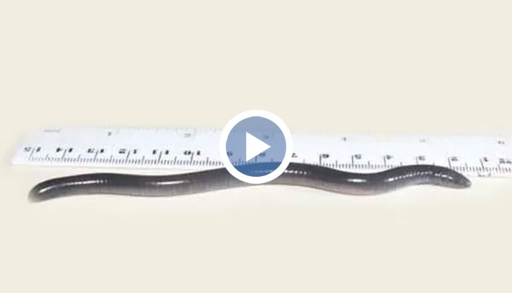 Криещото се предимно под земята същество е наречено на президента заради коментарите му за климатичните промени