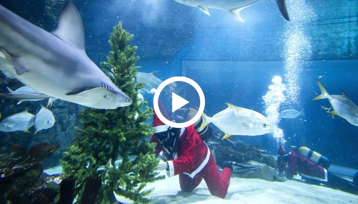 За щастие мисията под вода мина без инциденти