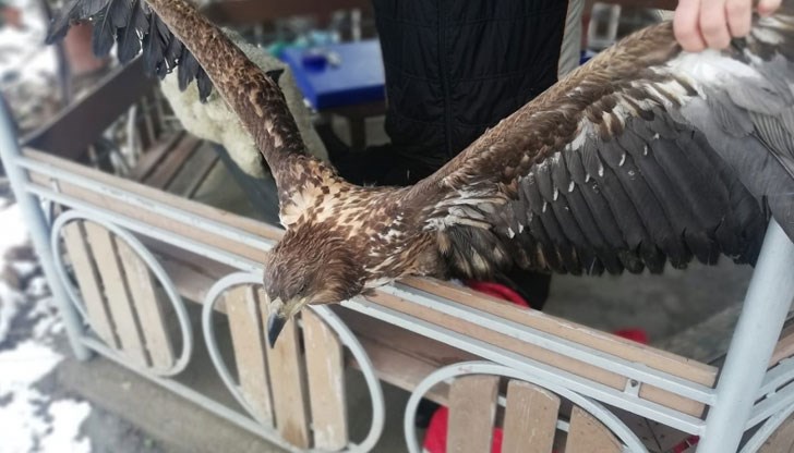 Граждани намерили измръзнал герак в безпомощно състояние на брега на Дунав