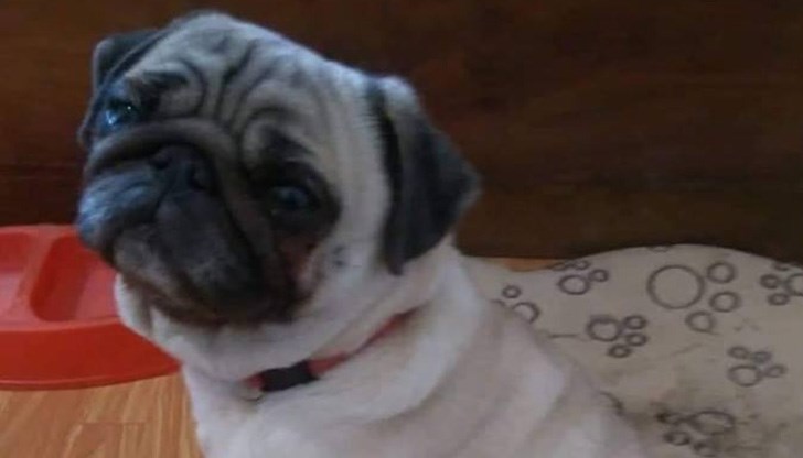 Кучето е в Русе, с хигиенни навици, родословие и документи