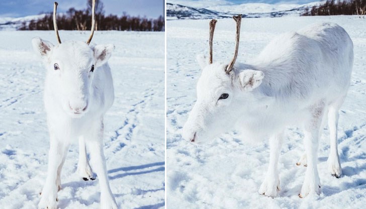 Това беше изключително магичен и приказен момент