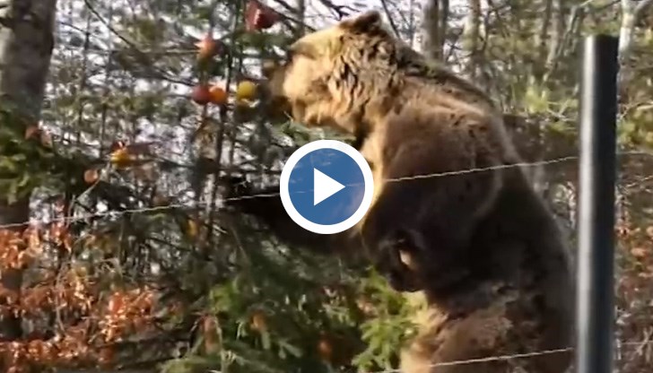 "Ветеранът" е конфискуван от своя мъчител в Русе и сега обитава Парка за танцуващи мечки в Белица