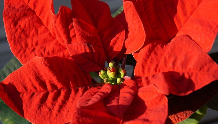 Растението се нуждае от около шест часа светлина на ден