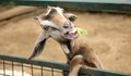 15 снимки, които доказват, че козите са невероятно забавни