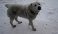 Търси се изчезнало куче в Русе