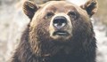 Жена подаде фалшив сигнал за нападение от мечка