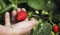 Испания търси 800 берачи на ягоди у нас