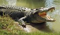 Мъж захапа крокодил, за да спаси сина си