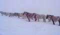 Изоставени коне са обречени на смърт в Балкана