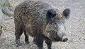 Удължават периода за групов лов на диви свине в Русенско