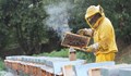 От 7 януари започва прием по мерките от Националната програма по пчеларство