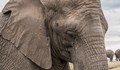 Слоновете еволюират - раждат се без бивни