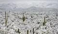 Сняг покри пустинята в Аризона