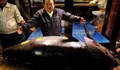 Продадоха риба тон за близо 3 милиона евро в Токио