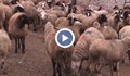 Властите няма да се откажат, докато не избият и последното стадо в Странджа