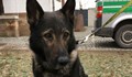 Полицейско куче оживя след преливане на кръв от негов четириног колега