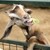 15 снимки, които доказват, че козите са невероятно забавни