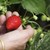Испания търси 800 берачи на ягоди у нас