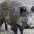 Удължават периода за групов лов на диви свине в Русенско