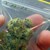 19 месеца арест за 14 грама марихуана