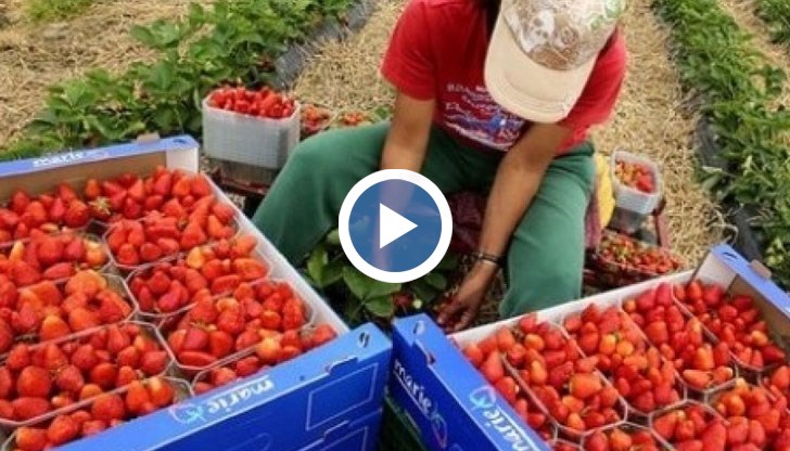 Британското правителство вече публикува така наречената Бяла книга, за бъдещето имиграционно законодателство в страната