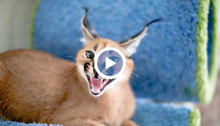 Има ли незаконна търговия на диви животни у нас?