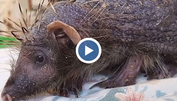 Животинката без бодли има окаян вид, но за него се полагат сериозни грижи