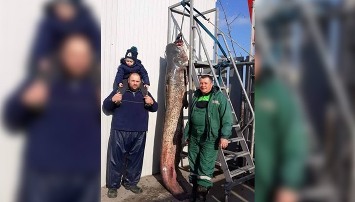 Това е най-голямата риба, уловена в Дунава досега