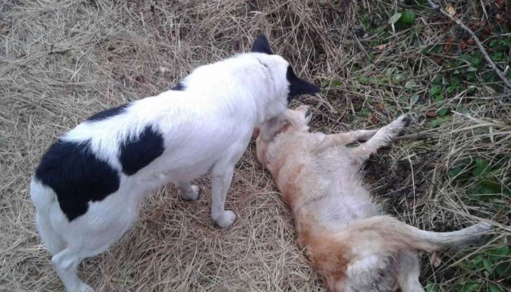 47-годишният е използвал законното си ловно оръжие / Снимката е илюстративна