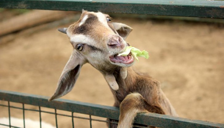 Като гледаме тези физиономии, просто не можем да останем сериозни